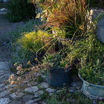 Schwert-Alant, Golddistel, Tripmadame, Kugelblume etc. ind Blumentöpfen