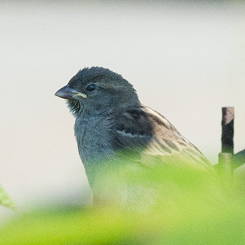 Junger Feldspatz wartet im Schatten