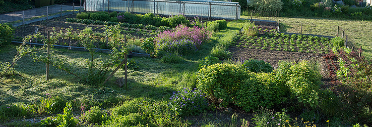 Gemüsegarten mit Kartoffeln, Salat, Erdbeeren und vielen Wildstauden