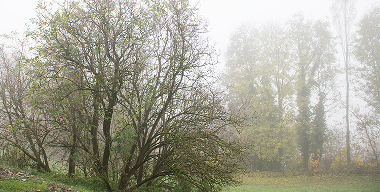 unser Holunderbusch und Nachbars Hecke