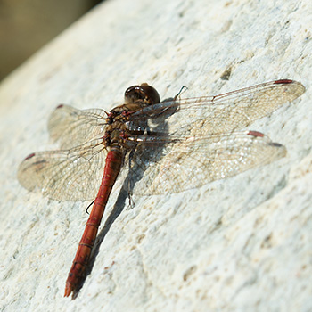 Libelle auf einem Stein