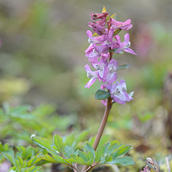 Hohler Lerchensporn