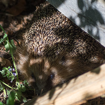 Igel,schaut leicht ängstlich nach oben