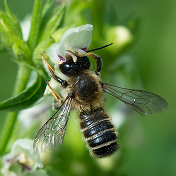 Mörtelbienen-Männchen