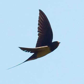 Rauchschwalbe auf Insektenjagd