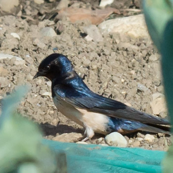 Rauchschwalbe sitzt auf der Gartenerde