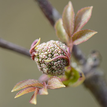 Roter Holunder Knospe