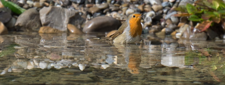 Rotkehlchen beim Baden