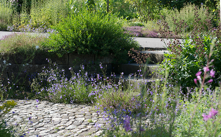 Glockenblumen an der Gartentreppe