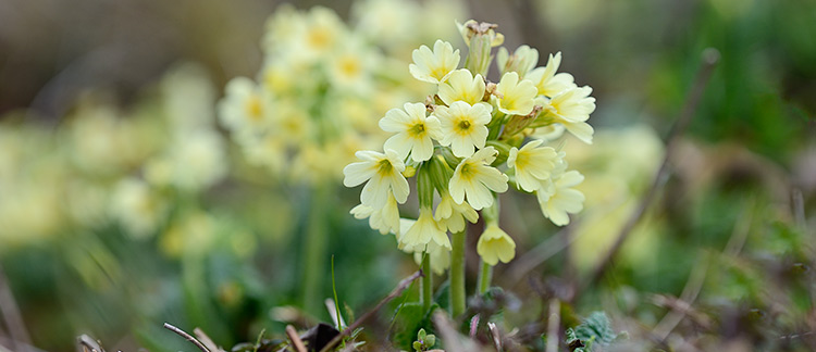 Schlüsselblume