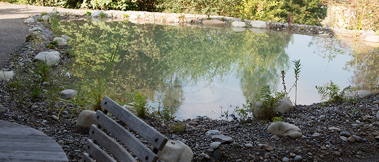 Gartenteich beim Sitzplatz im Morgenlicht