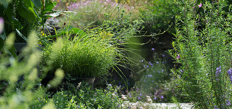 Blumentopf mit Schwert-Alant und Graslilie