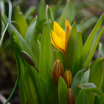 Mittelmeertulpen