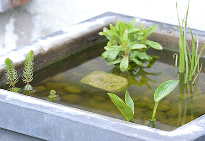 Wasserpflanzen im Topf