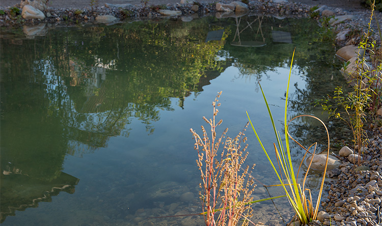 Abendstimmung am Teich