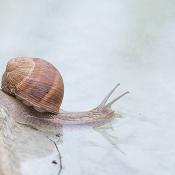 Weinbergschnecke am Wasserrand