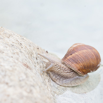 Weinbergschnecke kehrt um