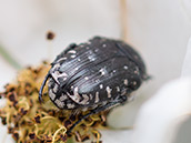 Schwarz glänzender Käfer mit weißen Flecken auf Halsschild, Flügeldecken und Unterseite