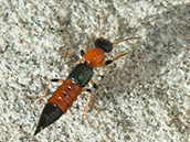 Schwarz-rot gestreifter schlanker Käfer