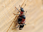 Ameisenbuntkäfer(Thanasimus formicarius)