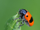 Roter Käfer mit 2 grossen und zei kleinen schwarzen  Flecken