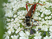 Schwarzroter Käfer mit hellen Flecken am Hinterleib, die Deckflügel setzen an den Schultern breit an und laufen schmal aus