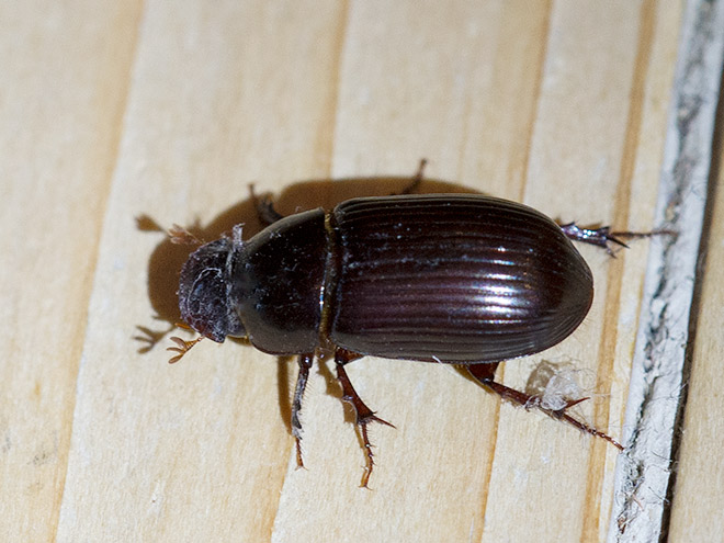 Käfer im Naturgarten