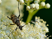 Gefleckter Blütenbock (Pachytodes cerambyciformis)