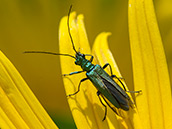 glänzend grüner Käfer mit metallischem Glanz