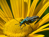 glänzend grüner Käfer mit metallischem Glanz