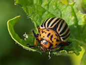Hellbrauner Käfer mit beige-schwarz gestreiften Flügeldecken