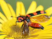 Zottiger Bienenkäfer (Trichodes alvearius)