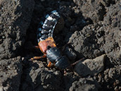 Käfer, mit rostroten kurzen Flügeln und schwarzem Hinterleib mit hellen Streifen