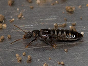 Dunkler Käfer mit kurzen Flügeldecken