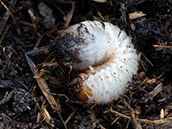 Weisse, walzenförmige Larve mit dunklem Hinterteil und hellbraunem Kopf