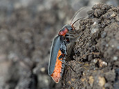 Roter Käfer mit schwarzen Flügeldecken und Bauchunterseite und schwarzem Kopf