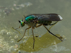 Dunkelgrün glänzende Fliege mit weissen Flügelspitzen