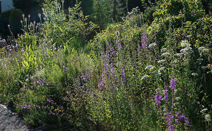 Blühstreifen am Strassenrand mit: Wilder Möhre, Ackerglockenblumen, Rosmarinweidenröschen, Wegwarte und Wilder Karde