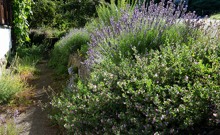 Kiesrabatte auf der Mauer mit Kriechendem Hauhechel, Lavendel und Glockenblumen