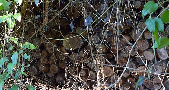 Holzbeige aus Buckenhölzern mit Waldrebe überwachsen