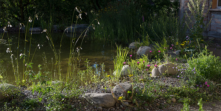 Abendstimmung am Teich