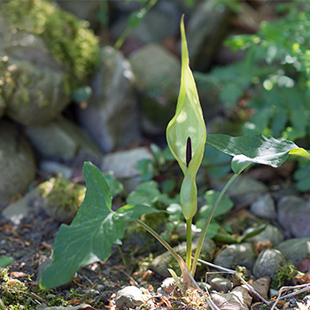 geöffnete Blüte