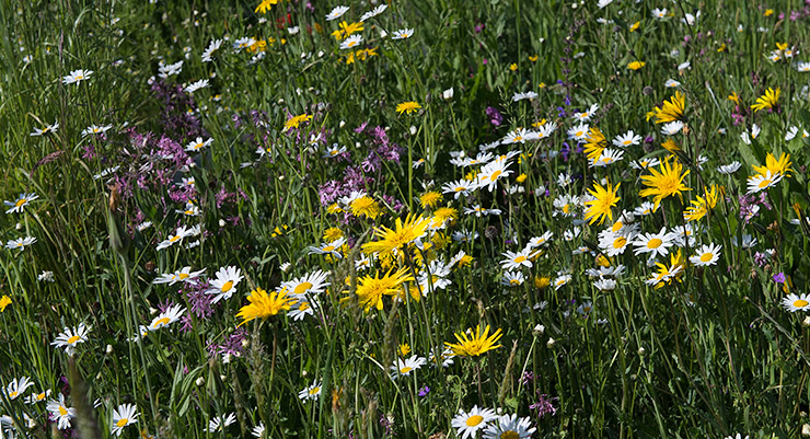 Blumenwiese