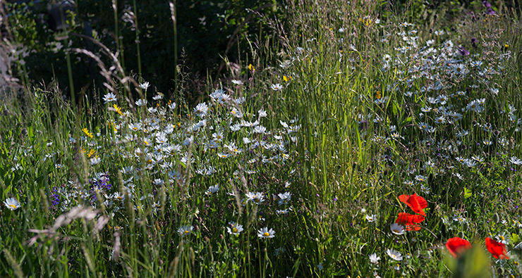 Blumewiese mit Gräsern