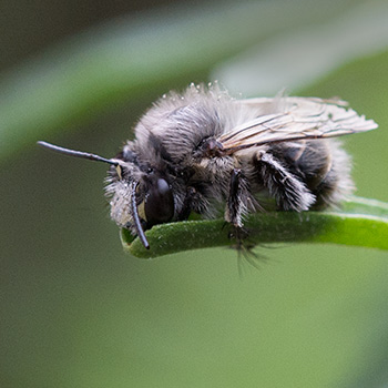 Ergrautes Frühlingspelzbienen-Männchen