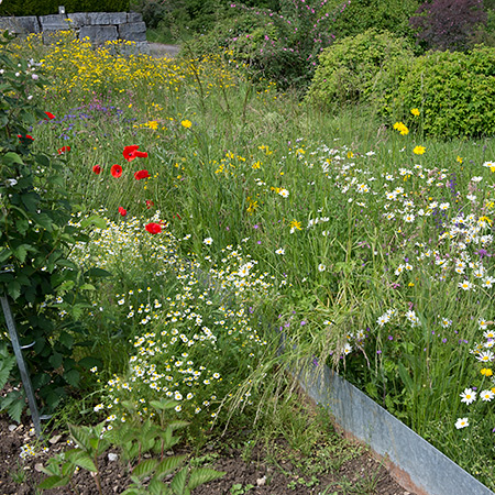 Kamillen, Mohn und Wiesenblumen