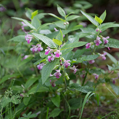 Rosa und pinkfarbene Blüten