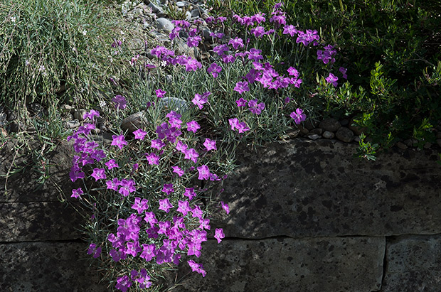 Pinkfarbene Nelken auf Natursteinmauer