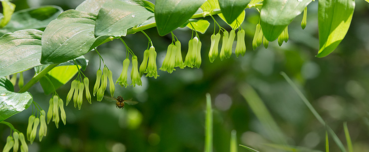 Blüten von unten