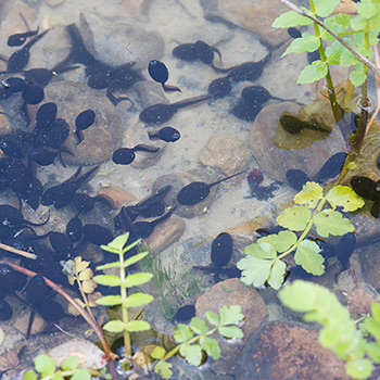 Viele Kaulquappen unter Wasserpflanzen